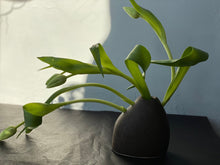 Load image into Gallery viewer, Rocky Bud Vase
