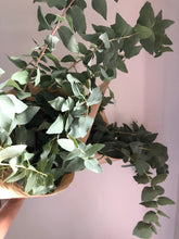 Load image into Gallery viewer, Eucalyptus Bunch
