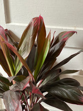 Load image into Gallery viewer, Cordyline 15”
